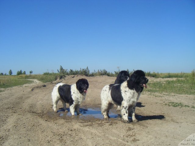 Фото: ньюфаундленд Пчёлкин Дом Бегония (Pchiolkin Dom Begonia), ньюфаундленд Bella Donna Barbaresco Super Mishka