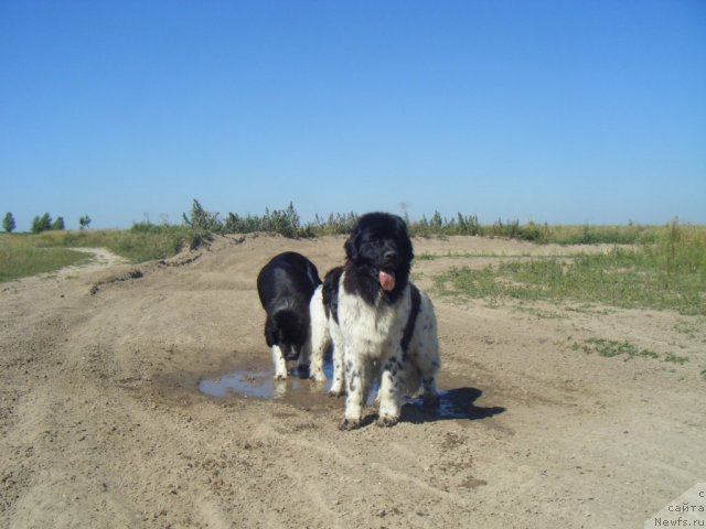 Фото: ньюфаундленд Bella Donna Barbaresco Super Mishka