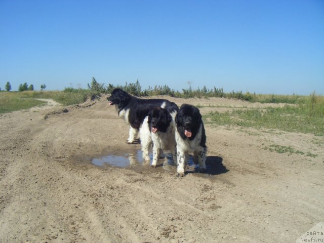 Фото: ньюфаундленд Asterix Gall Strong Super Mishka, ньюфаундленд Пчёлкин Дом Бегония (Pchiolkin Dom Begonia), ньюфаундленд Bella Donna Barbaresco Super Mishka
