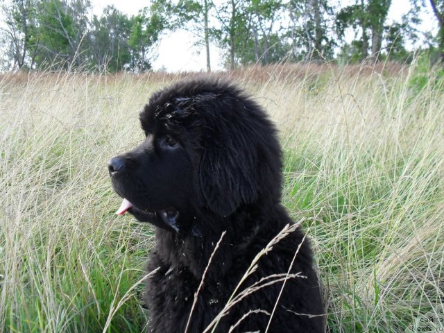 Фото: ньюфаундленд Бегущая по Волнам Царица Савская