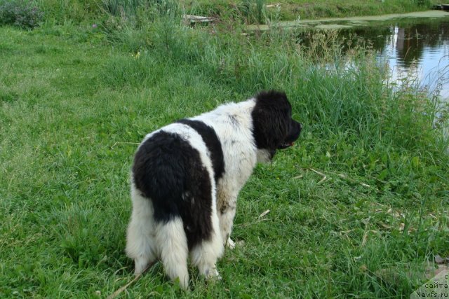 Фото: ньюфаундленд Callistos Blitzen