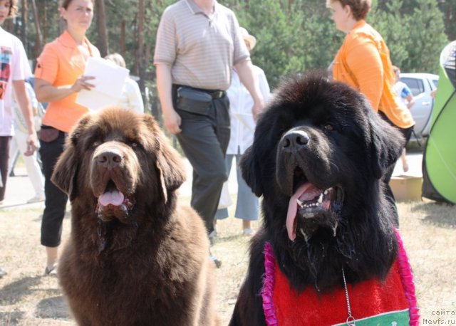 Фото: ньюфаундленд Черный Шарм Ангельская Красота (Chernyi Sharm Angel'skaya Krasota), ньюфаундленд Матвей с Берега Дона (Matvey s Berega Dona)