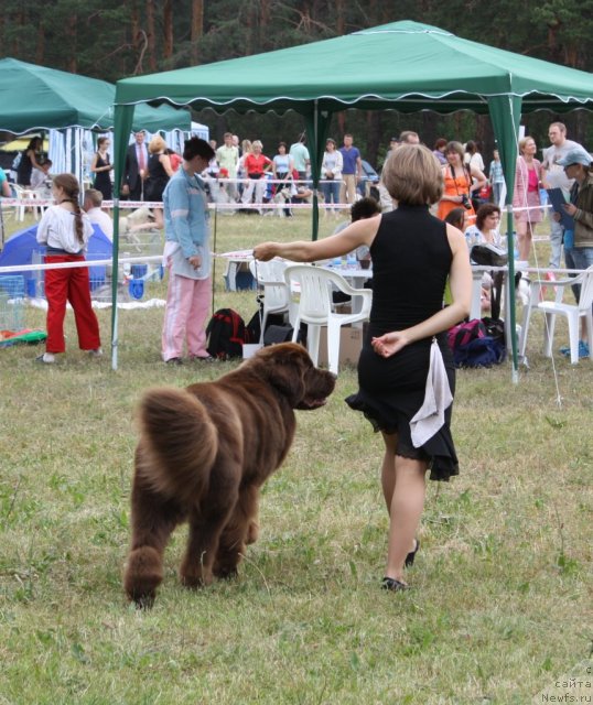 Фото: ньюфаундленд Черный Шарм Ангельская Красота (Chernyi Sharm Angel'skaya Krasota)