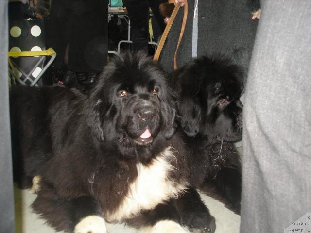 Фото: ньюфаундленд Fairweathers Mary Jane