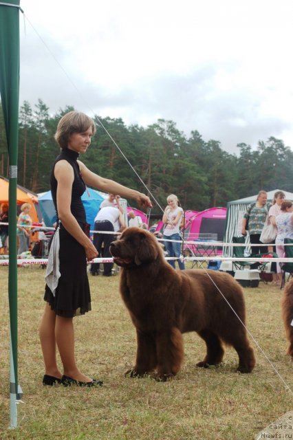 Фото: ньюфаундленд Черный Шарм Ангельская Красота (Chernyi Sharm Angel'skaya Krasota)