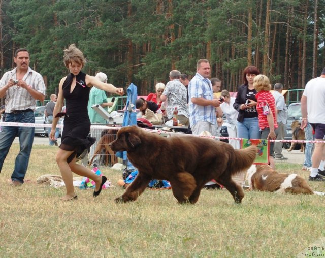 Фото: ньюфаундленд Черный Шарм Ангельская Красота (Chernyi Sharm Angel'skaya Krasota)