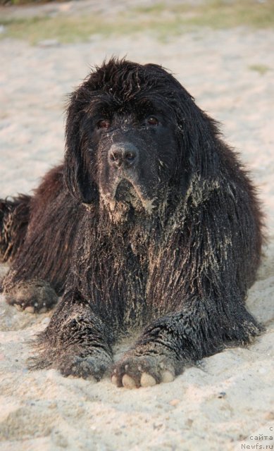 Фото: ньюфаундленд Акватория Келвин Ультрамодерн (Aquatoria Kelvin Ultramodern)