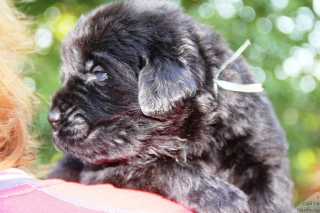 Фото: ньюфаундленд Бегущая по Волнам Хаста ла Виста (Beguschaya po Volnam Hasta la Vista)