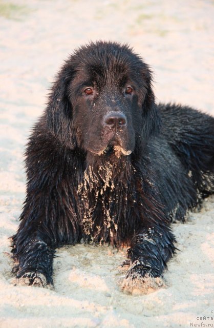 Фото: ньюфаундленд Дар Свезы Бона Фидес (Dar Svezy Bona Fides)