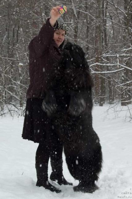 Фото: ньюфаундленд Лесная Сказка Роза Черная