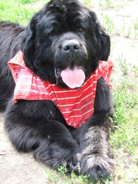 Фото: ньюфаундленд Плюшевая Панда Алекс Шоу (Plushevaya Panda Alex Show)