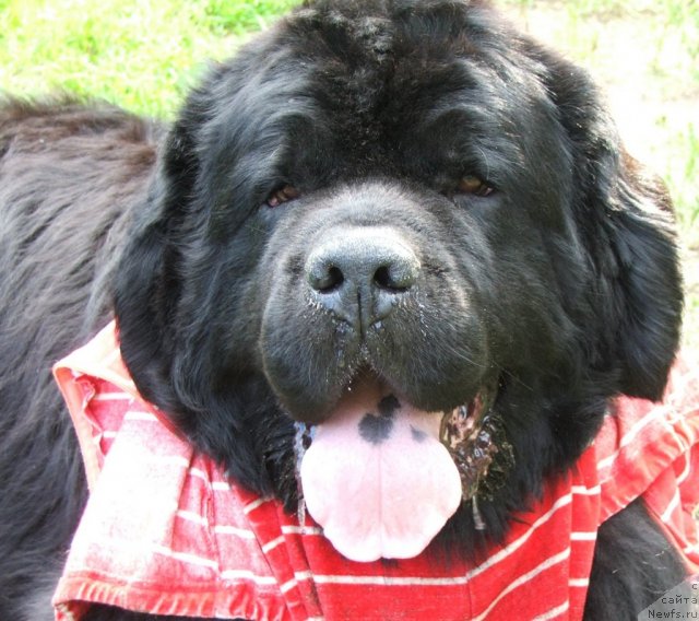 Фотография № 101833