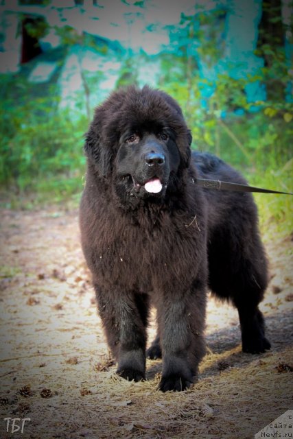 Фотография № 101857