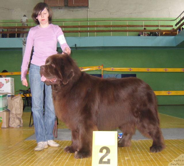 Фото: ньюфаундленд Настоящий Шик от Сибирского Медведя (Nastoyaschiy Shik ot Sibirskogo Medvedya)