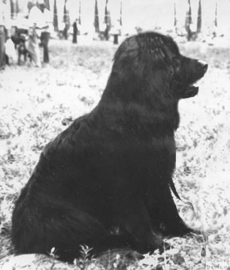 Фото: ньюфаундленд Цебел Еги