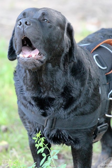 Фотография № 101913