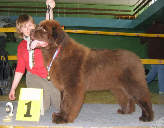 Фото: ньюфаундленд Amazing Grace vom Riesrand