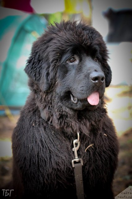 Фотография № 101935