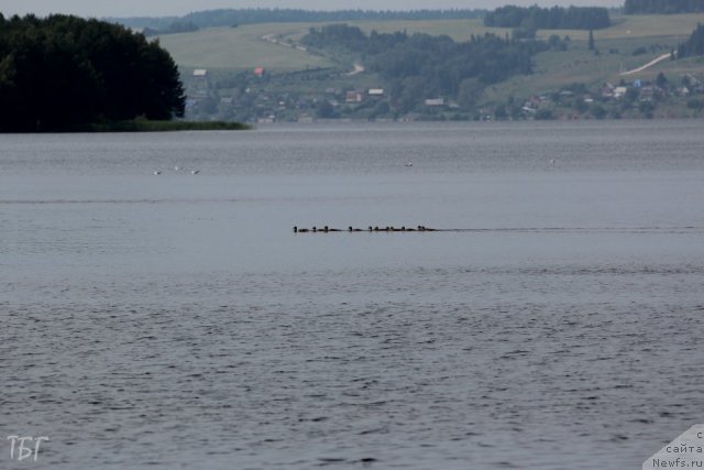 Фотография № 101946