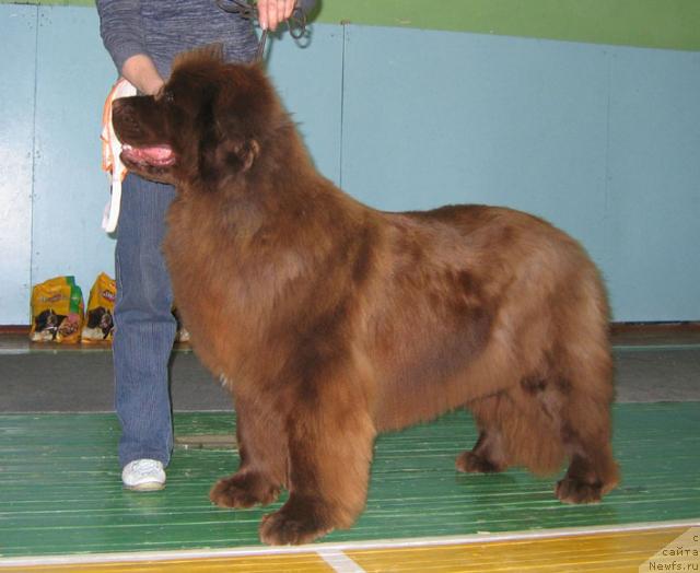 Фото: ньюфаундленд Вирджиния из Царства Медведей