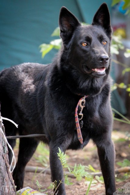 Фотография № 101957