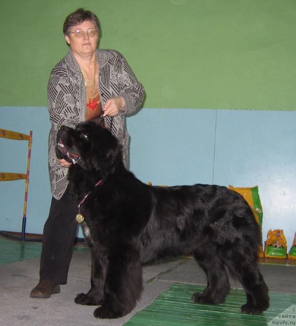 Фото: ньюфаундленд История Любви из Тихого Омута (Istoria Lubvi iz Tihogo Omuta)