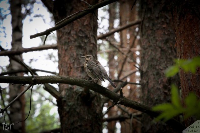 Фотография № 101981