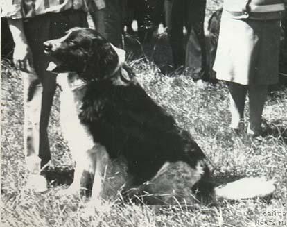 Фото: ньюфаундленд Марат