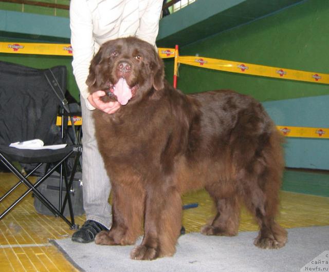 Фото: ньюфаундленд Хони Сан из Медвежьего Яра