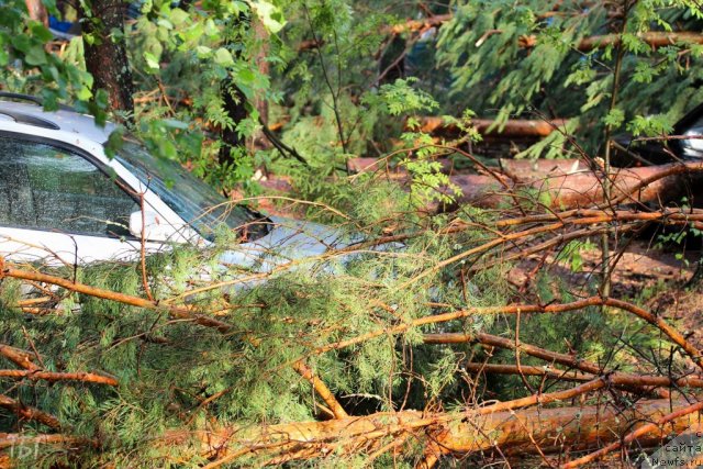 Фотография № 102004