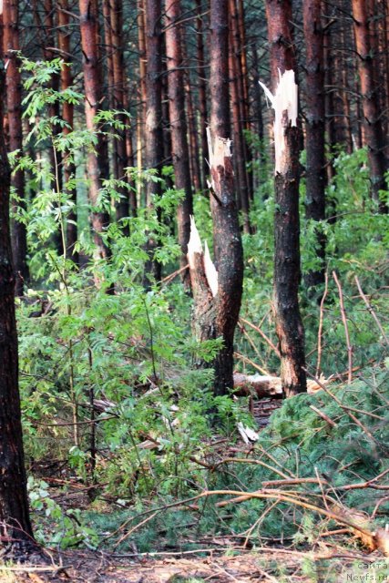 Фотография № 102006