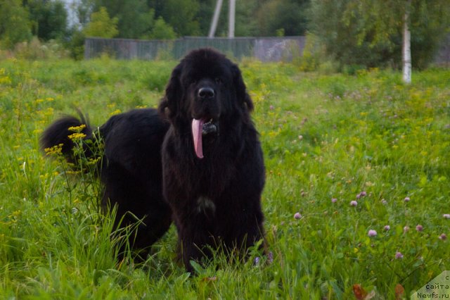 Фото: Гастон де Фуа