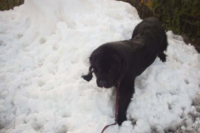 Фотография № 102016