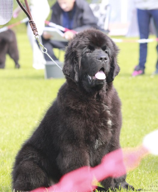 Фотография № 102019