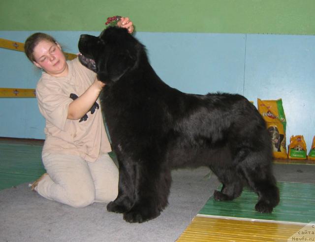 Фото: ньюфаундленд Шемаханская Царица (Shemahanskaya Tsaritsa)