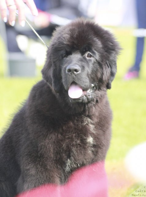 Фото: ньюфаундленд Бегущая по Волнам Фиребалл