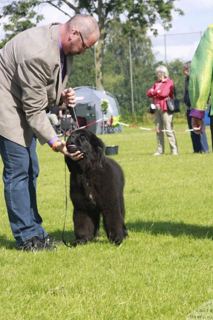 Фото: ньюфаундленд Бегущая по Волнам Фиребалл