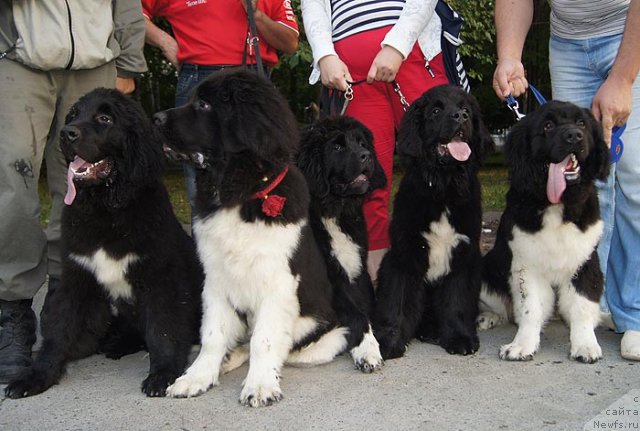 Фотография № 102033