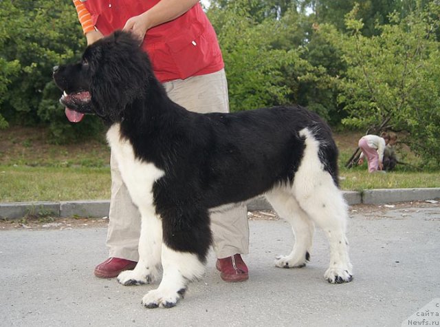 Фотография № 102034