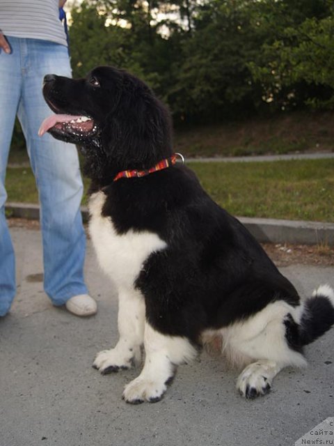 Фото: ньюфаундленд Супер Бизон Зима