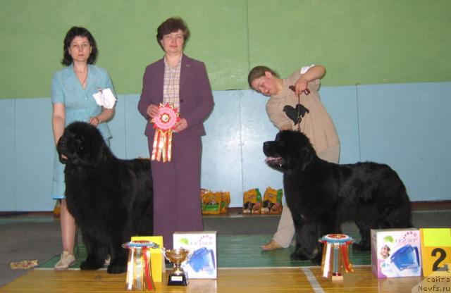 Фото: ньюфаундленд Lifeguard's American Style, эксперт, Надежда Стрельцова, ньюфаундленд Шемаханская Царица (Shemahanskaya Tsaritsa)