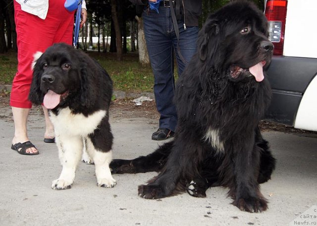 Фото: ньюфаундленд Супер Бизон Зима, ньюфаундленд Супер Бизон Армани (Super Bizon Armani)