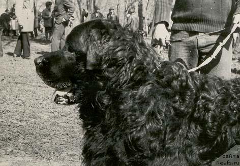 Фото: ньюфаундленд Дрейк Бей