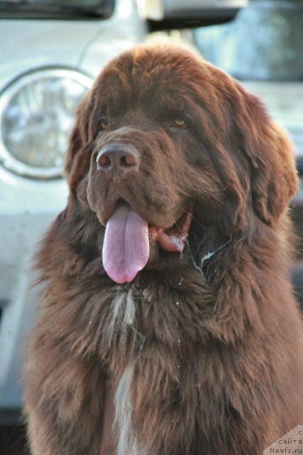 Фото: ньюфаундленд Обуш Шед Янтарный Поцелуй