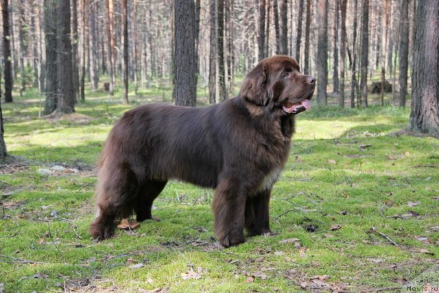 Фото: ньюфаундленд Обуш Шед Янтарный Поцелуй