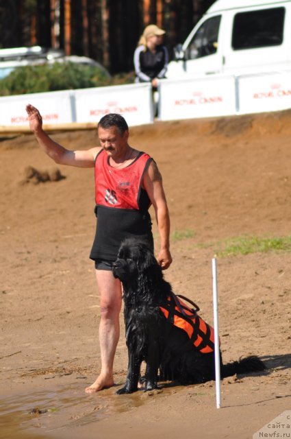 Фото: Сергей Селезнев, ньюфаундленд Супер Премиум Жани Моник