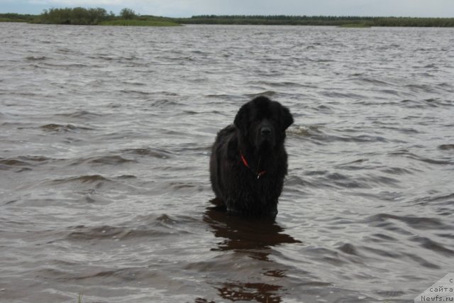 Фото: ньюфаундленд Глория Гранд Блек