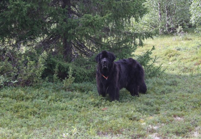 Фото: ньюфаундленд Глория Гранд Блек