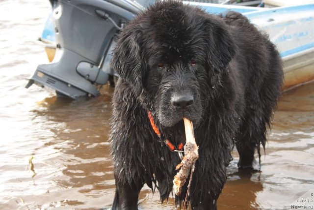 Фото: ньюфаундленд Глория Гранд Блек