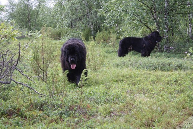 Фото: ньюфаундленд Fortuna of Giant's Island, ньюфаундленд Бегущая по Волнам Зеро Коол